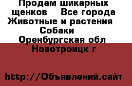 Продам шикарных щенков  - Все города Животные и растения » Собаки   . Оренбургская обл.,Новотроицк г.